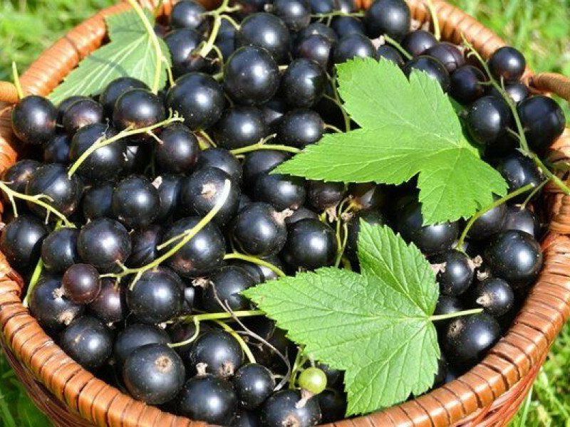 Смородина купить саженцы из питомника в Ишиме