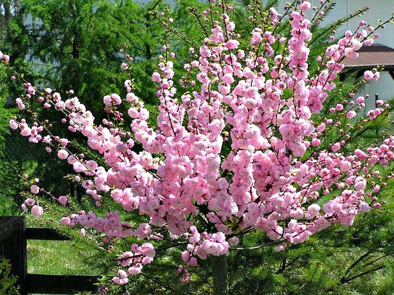 Миндаль купить саженцы из питомника в Ишиме
