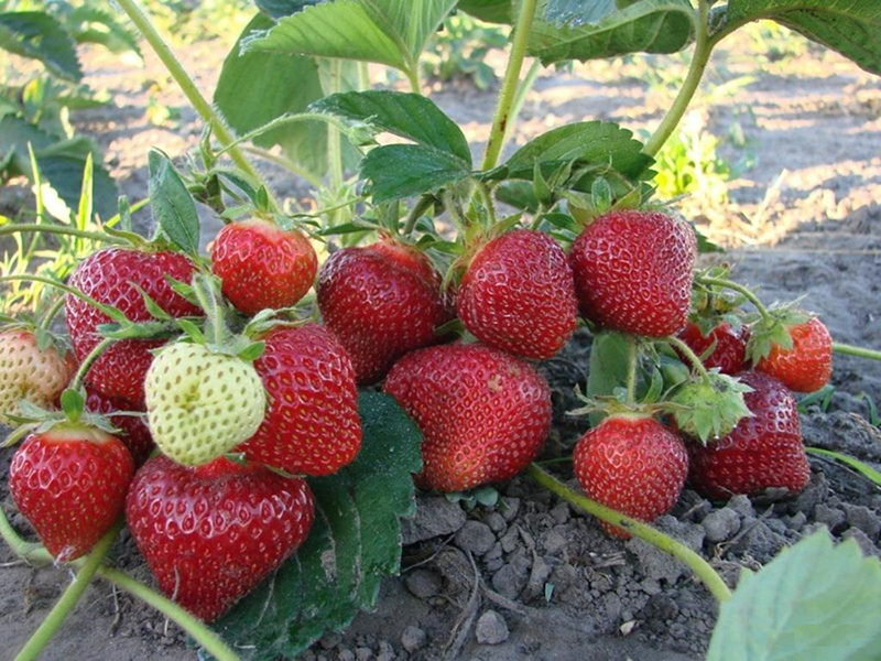 Клубника купить саженцы из питомника в Ишиме