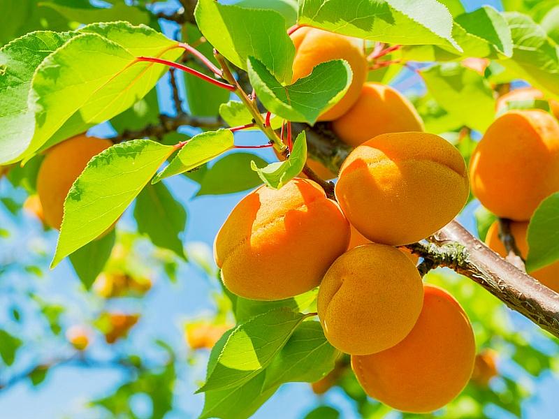 Абрикос купить саженцы из питомнике в Ишиме
