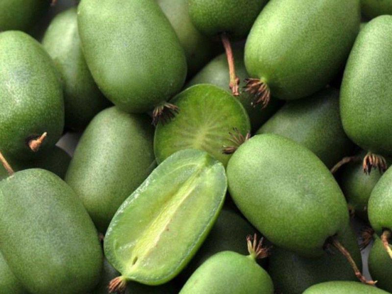 Актинидия купить саженцы из питомнике в Ишиме