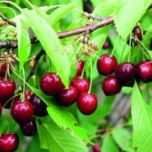 Черешня "ТЕРЕМОШКА"